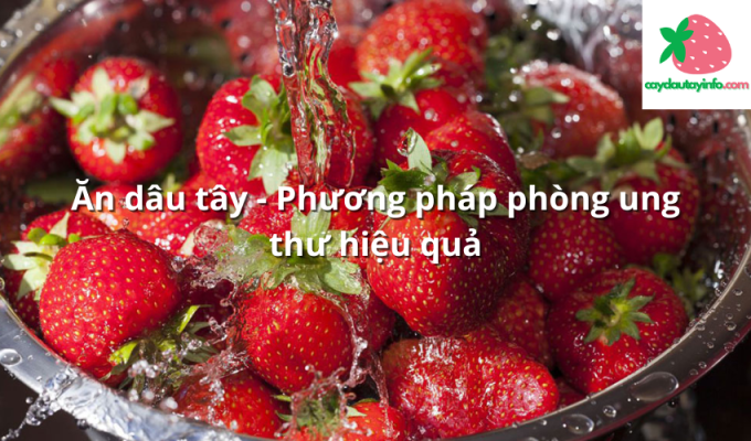 Ăn dâu tây - Phương pháp phòng ung thư hiệu quả