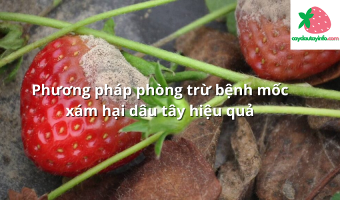 Phương pháp phòng trừ bệnh mốc xám hại dâu tây hiệu quả