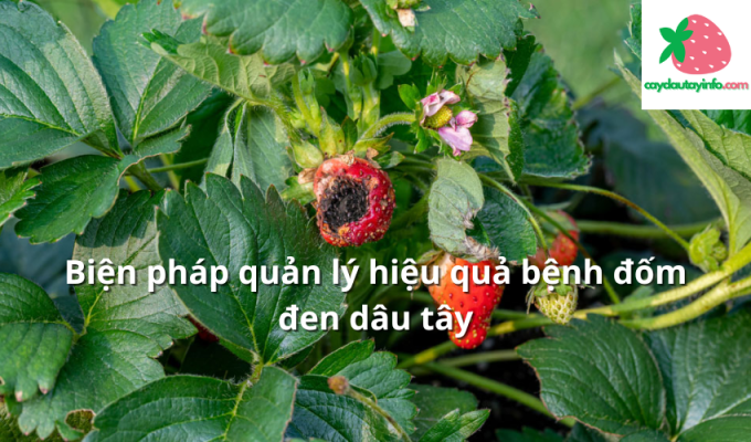 Biện pháp quản lý hiệu quả bệnh đốm đen dâu tây