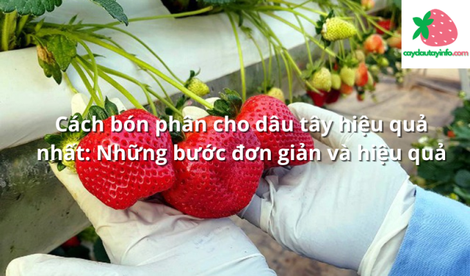 Cách bón phân cho dâu tây hiệu quả nhất: Những bước đơn giản và hiệu quả