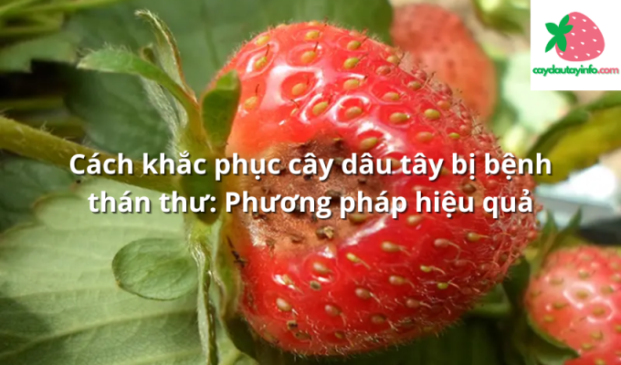 Cách khắc phục cây dâu tây bị bệnh thán thư: Phương pháp hiệu quả