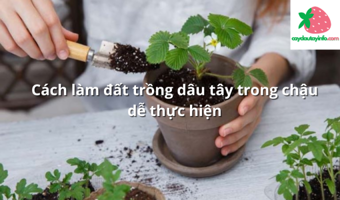 Cách làm đất trồng dâu tây trong chậu dễ thực hiện