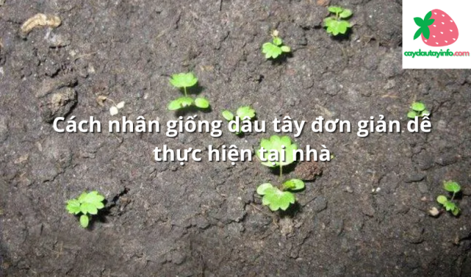 Cách nhân giống dâu tây đơn giản dễ thực hiện tại nhà