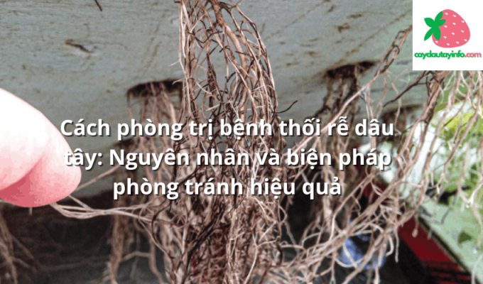 Cách phòng trị bệnh thối rễ dâu tây: Nguyên nhân và biện pháp phòng tránh hiệu quả