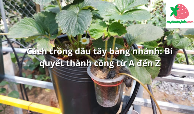 Cách trồng dâu tây bằng nhánh: Bí quyết thành công từ A đến Z