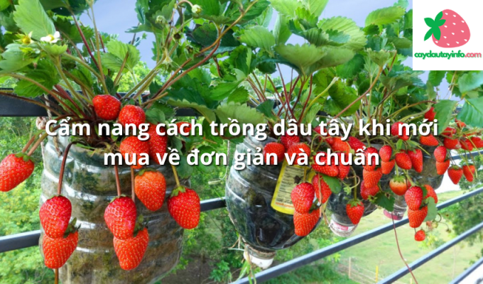 Cẩm nang cách trồng dâu tây khi mới mua về đơn giản và chuẩn