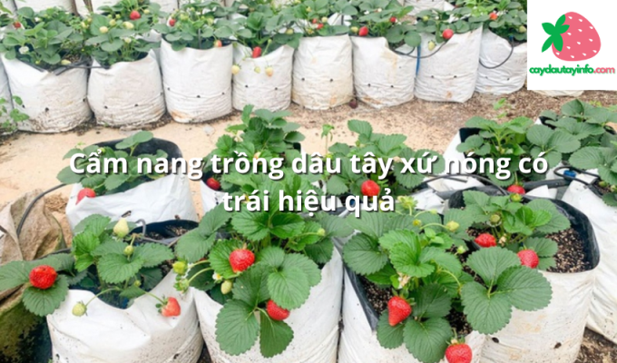 Cẩm nang trồng dâu tây xứ nóng có trái hiệu quả