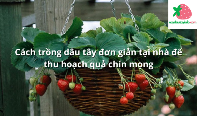 Cách trồng dâu tây đơn giản tại nhà để thu hoạch quả chín mọng