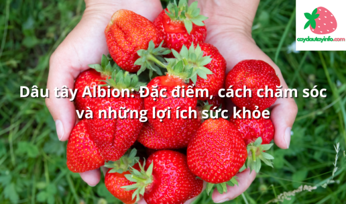 Dâu tây Albion: Đặc điểm, cách chăm sóc và những lợi ích sức khỏe