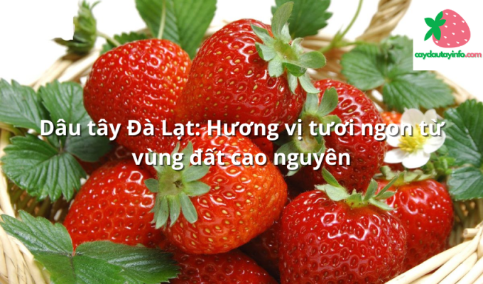 Dâu tây Đà Lạt: Hương vị tươi ngon từ vùng đất cao nguyên