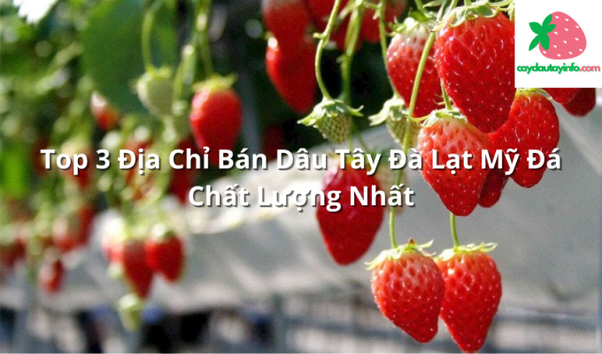 Top 3 Địa Chỉ Bán Dâu Tây Đà Lạt Mỹ Đá Chất Lượng Nhất