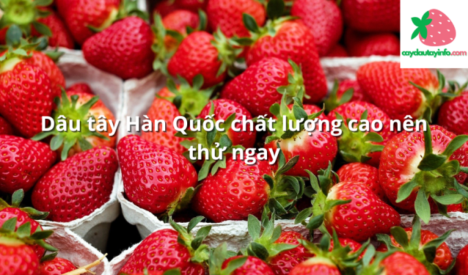 Dâu tây Hàn Quốc chất lượng cao nên thử ngay