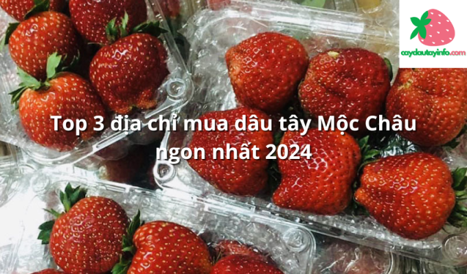 Top 3 địa chỉ mua dâu tây Mộc Châu ngon nhất 2024