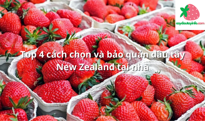 Top 4 cách chọn và bảo quản dâu tây New Zealand tại nhà