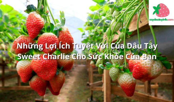 Những Lợi Ích Tuyệt Vời Của Dâu Tây Sweet Charlie Cho Sức Khỏe Của Bạn