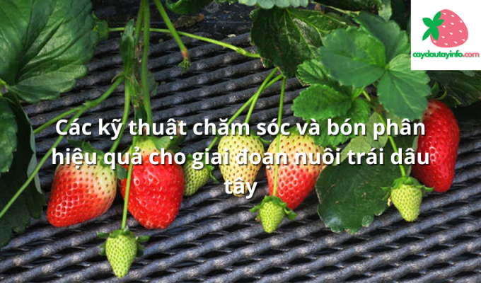 Các kỹ thuật chăm sóc và bón phân hiệu quả cho giai đoạn nuôi trái dâu tây