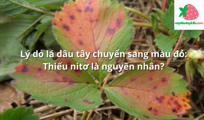 Lý do lá dâu tây chuyển sang màu đỏ: Thiếu nitơ là nguyên nhân?