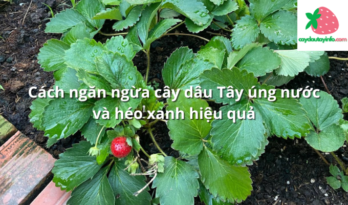 Cách ngăn ngừa cây dâu Tây úng nước và héo xanh hiệu quả