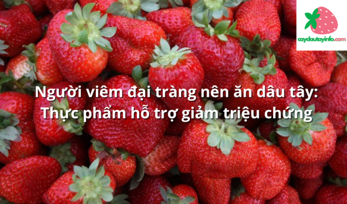 Người viêm đại tràng nên ăn dâu tây: Thực phẩm hỗ trợ giảm triệu chứng