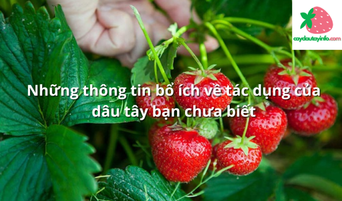 Những thông tin bổ ích về tác dụng của dâu tây bạn chưa biết