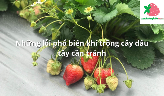 Những lỗi phổ biến khi trồng cây dâu tây cần tránh