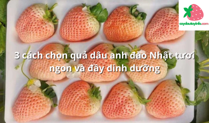 3 cách chọn quả dâu anh đào Nhật tươi ngon và đầy dinh dưỡng