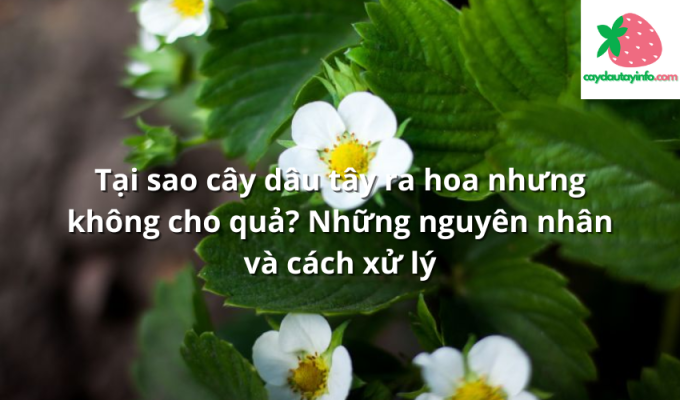 Tại sao cây dâu tây ra hoa nhưng không cho quả? Những nguyên nhân và cách xử lý