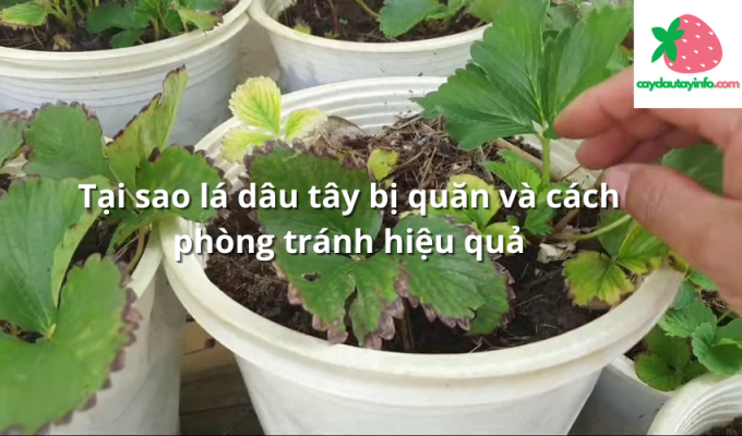 Tại sao lá dâu tây bị quăn và cách phòng tránh hiệu quả