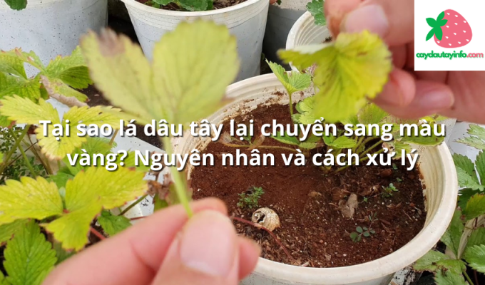 Tại sao lá dâu tây lại chuyển sang màu vàng? Nguyên nhân và cách xử lý