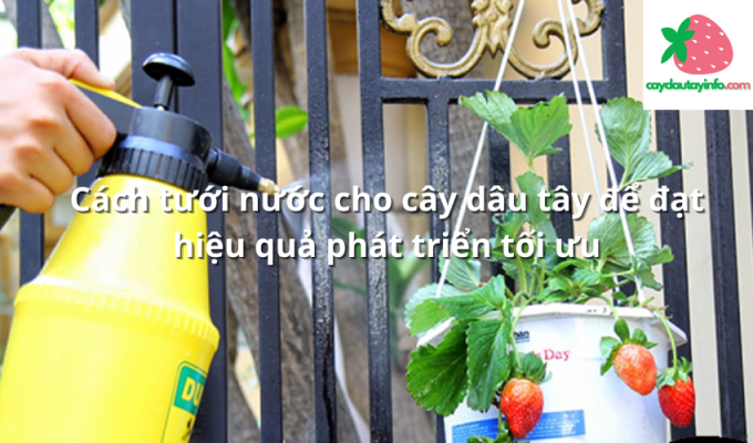 Cách tưới nước cho cây dâu tây để đạt hiệu quả phát triển tối ưu