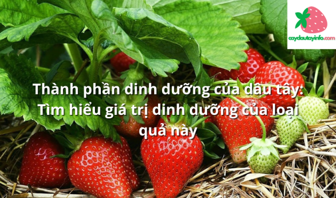 Thành phần dinh dưỡng của dâu tây: Tìm hiểu giá trị dinh dưỡng của loại quả này