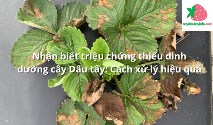 Nhận biết triệu chứng thiếu dinh dưỡng cây Dâu tây: Cách xử lý hiệu quả