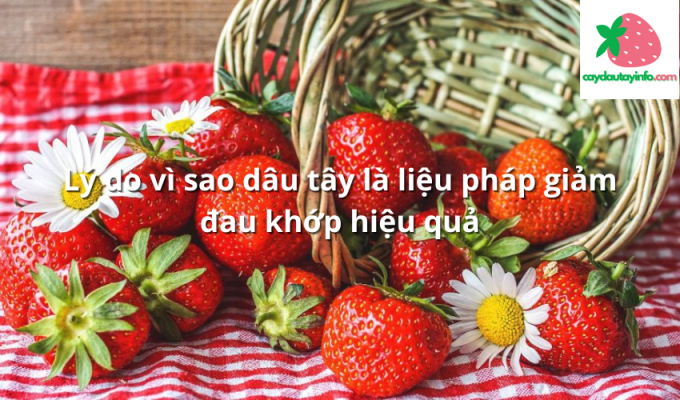 Lý do vì sao dâu tây là liệu pháp giảm đau khớp hiệu quả